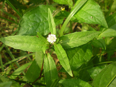 cỏ nhọ nồi