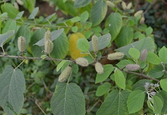 vi thuoc tu nhien re tien cho nguoi gan nhiem mo